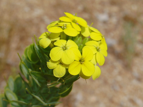 Biscutella cichoriifolia (Biscutella cichoriifolia)