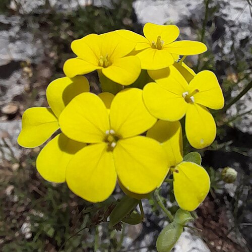 Biscutella cichoriifolia: Biscutella cichoriifolia