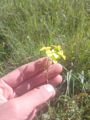 Biscutella cichoriifolia (Biscutella cichoriifolia)