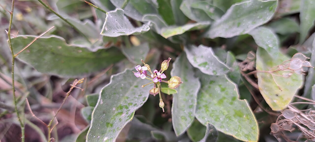 Biscutella coronopifolia: Biscutella coronopifolia