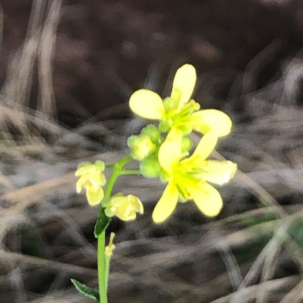 Biscutella eliasii (Biscutella eliasii)
