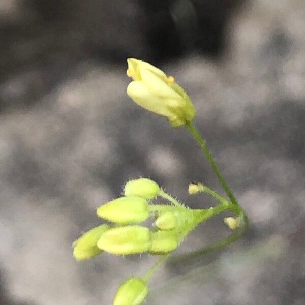 Biscutella eliasii (Biscutella eliasii)