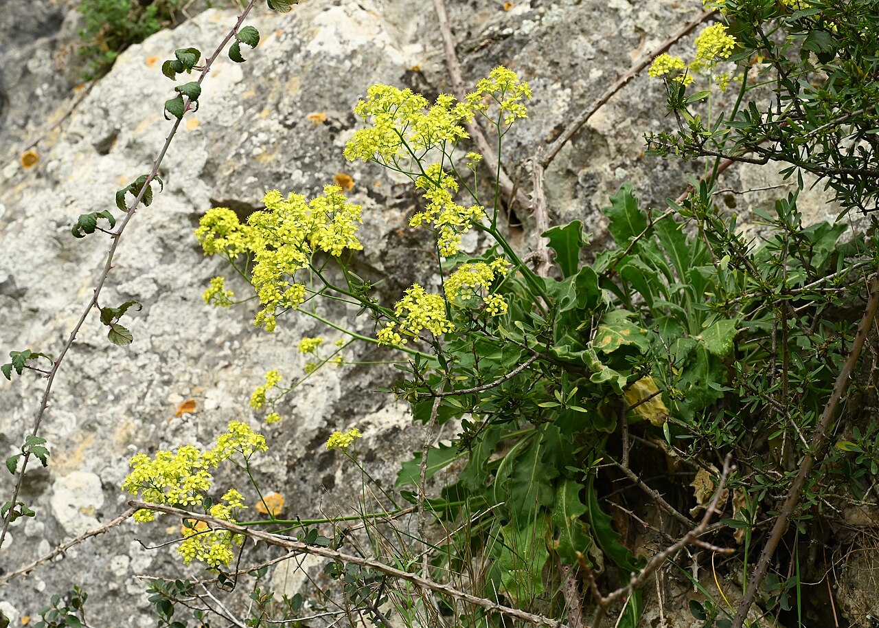 Biscutella frutescens: Biscutella frutescens in Zuheros, Andalusia