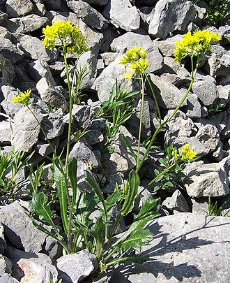 Biscutella laevigata: Biscutella laevigata (pl. pleszczotka górska), habitat: Tatra Mountains , Dolina Miętusia, Kobylarzowy Żleb