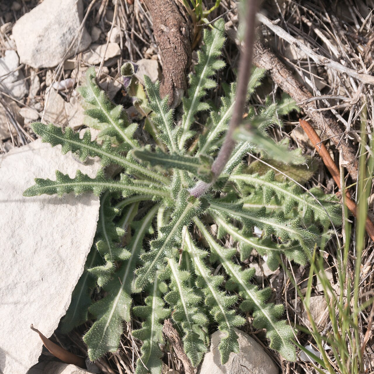 Biscutella mediterranea: Leaves rosette of a mediterranean buckler-mustard