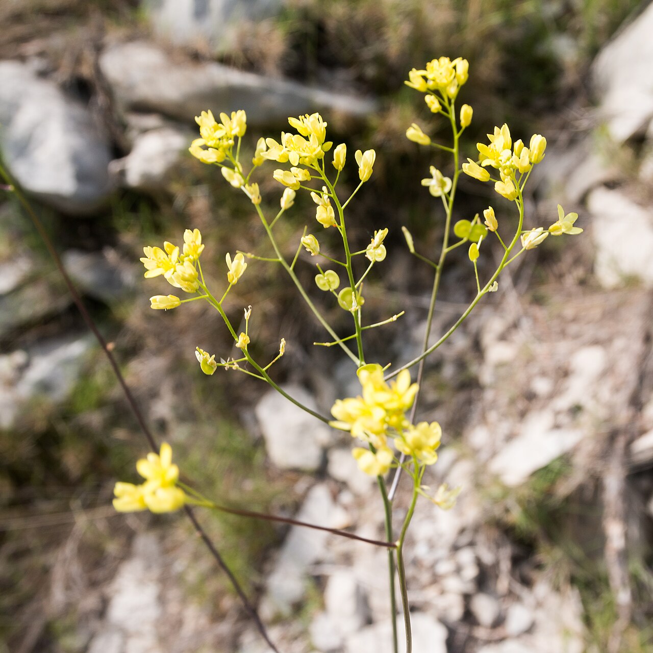 Biscutella mediterranea: Leaves rosette of a mediterranean buckler-mustard