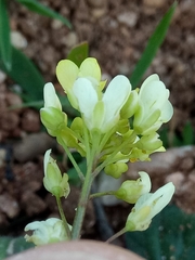 Biscutella raphanifolia (Biscutella raphanifolia)