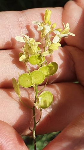 Biscutella raphanifolia (Biscutella raphanifolia)