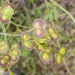 Biscutella raphanifolia (Biscutella raphanifolia)