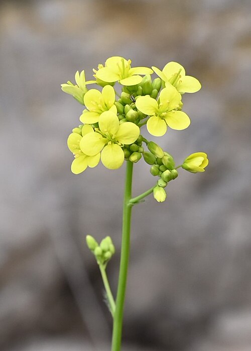 Biscutella variegata: Biscutella variegata in Gibraltar