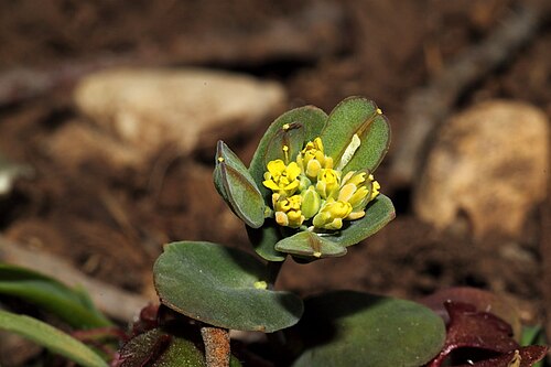 Bivonaea lutea: Bivonaea con flores ya formadas, en su característico amarillo