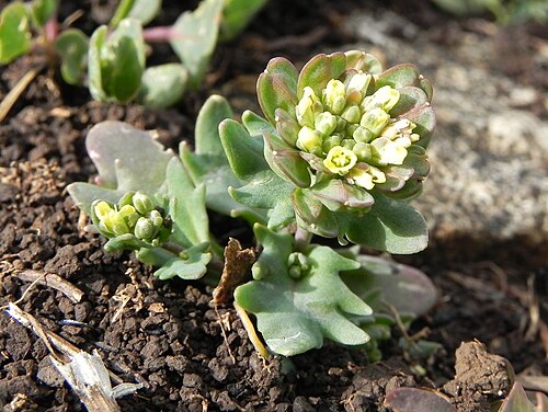 Bivonaea lutea: espécimen en flor