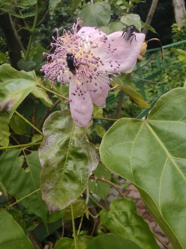 Lipsticktree (Bixa orellana)