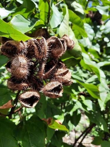 Lipsticktree (Bixa orellana)