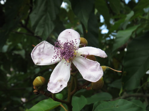 Lipsticktree (Bixa orellana)