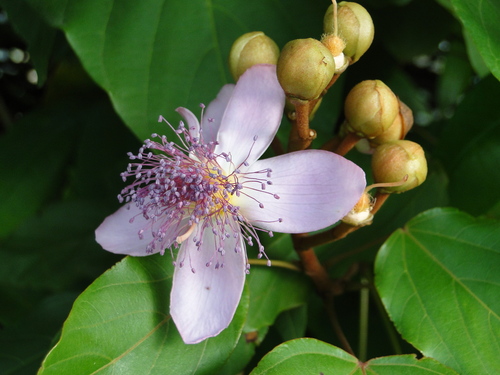 Lipsticktree (Bixa orellana)