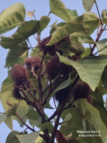 Lipsticktree (Bixa orellana)