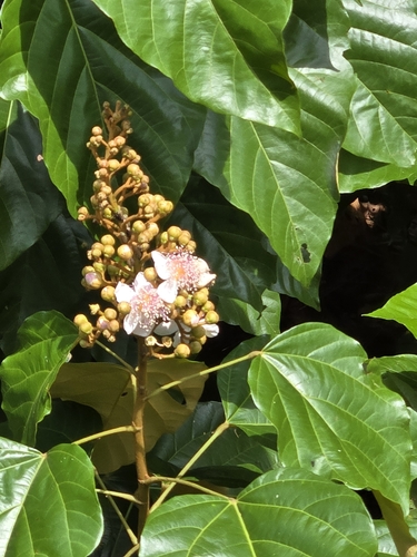 Lipsticktree (Bixa orellana)