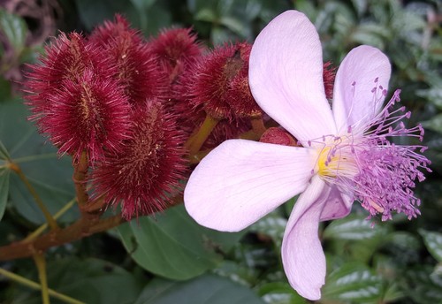 Lipsticktree (Bixa orellana)