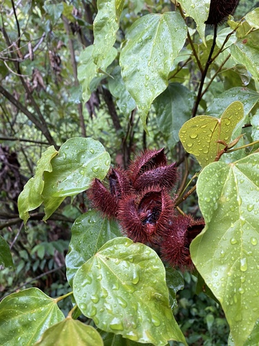 Lipsticktree (Bixa orellana)