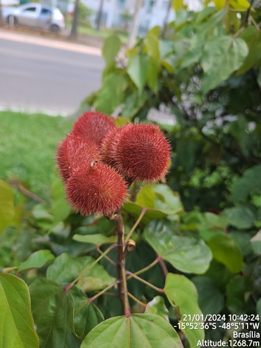 Lipsticktree (Bixa orellana)