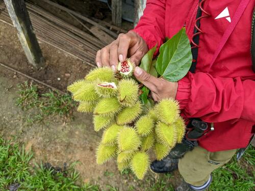 Lipsticktree (Bixa orellana)
