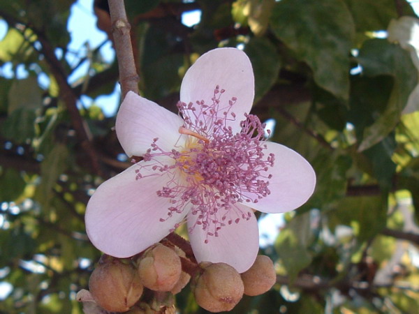 Lipsticktree (Bixa orellana)