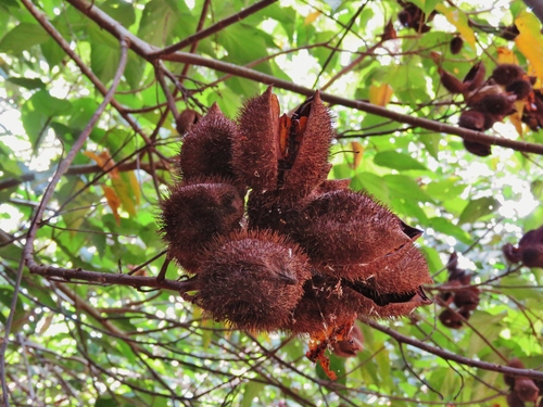 Lipsticktree (Bixa orellana)
