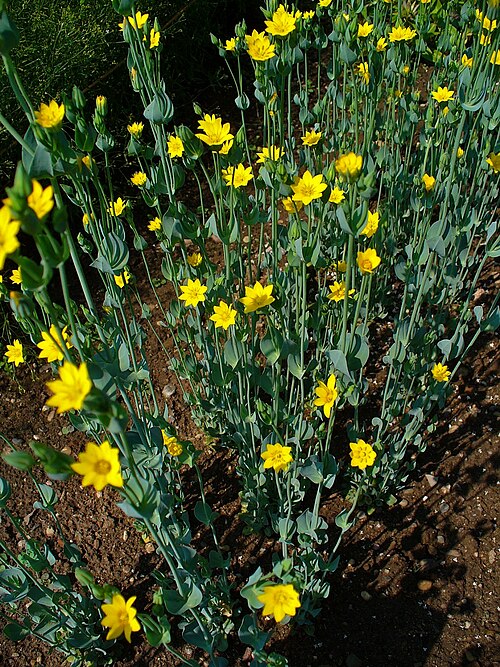 Yellow-wort: Blackstonia perfoliata , Gentianaceae, Yellow Wort, habitus; Botanical Garden KIT, Karlsruhe, Germany.