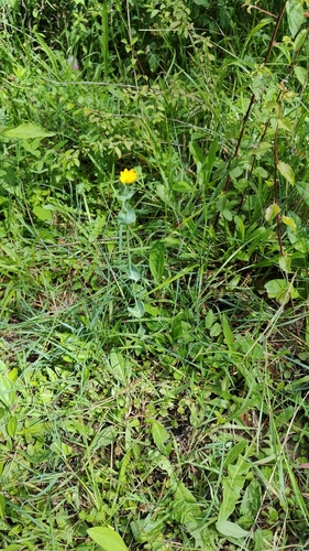Yellow-wort (Blackstonia perfoliata)