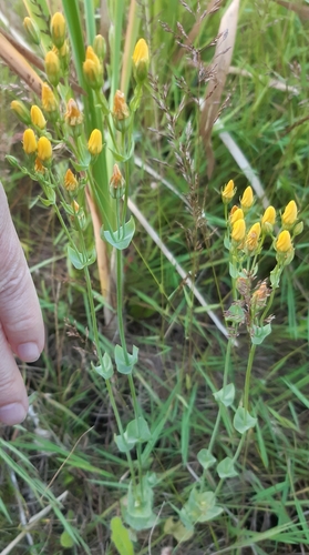 Yellow-wort (Blackstonia perfoliata)