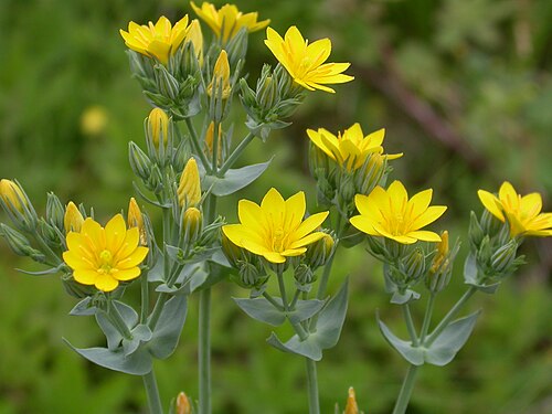 Yellow-wort: Blackstonia perfoliata subsp. serotina Mont-saint-Père (Aisne), France