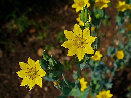 Yellow-wort: Blackstonia perfoliata , Gentianaceae, Yellow Wort, flowers; Botanical Garden KIT, Karlsruhe, Germany.