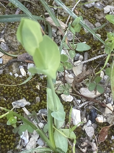 Yellow-wort (Blackstonia perfoliata)