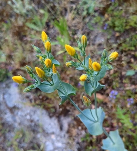 Yellow-wort (Blackstonia perfoliata)