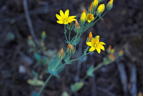 Yellow-wort: Blackstonia perfoliata , Sa Talaia, Sant Antoni, Ibiza
