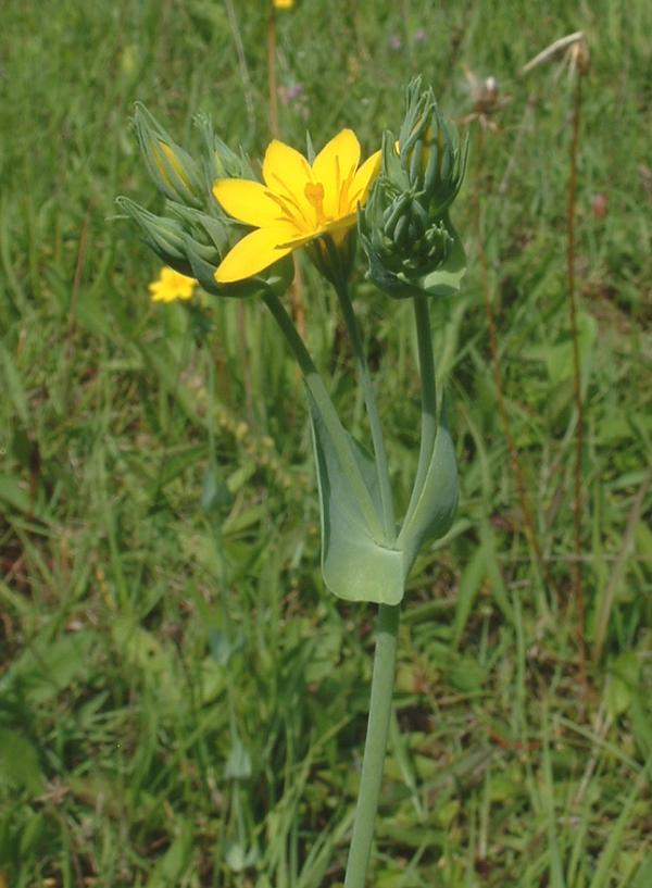 Yellow-wort: fr:Blackstonie perfoliée Blackstonia perfoliata subsp. perfoliata , fr:Bucey-lès-Gy , photo J.F. Gaffard, juin 2004.