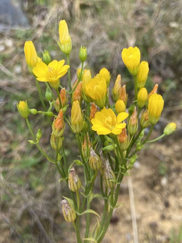 Yellow-wort (Blackstonia perfoliata)