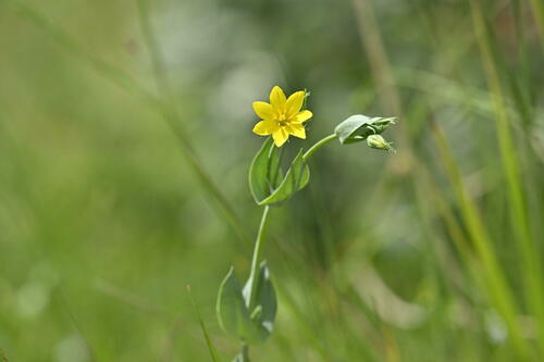 Yellow-wort (Blackstonia perfoliata)