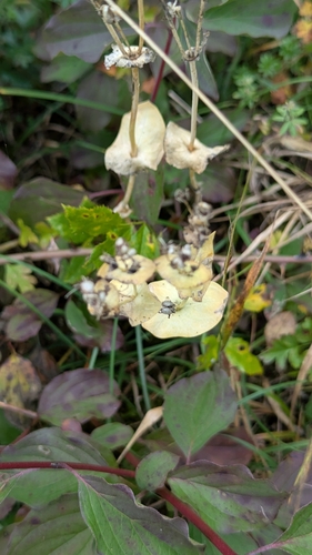 Yellow-wort (Blackstonia perfoliata)
