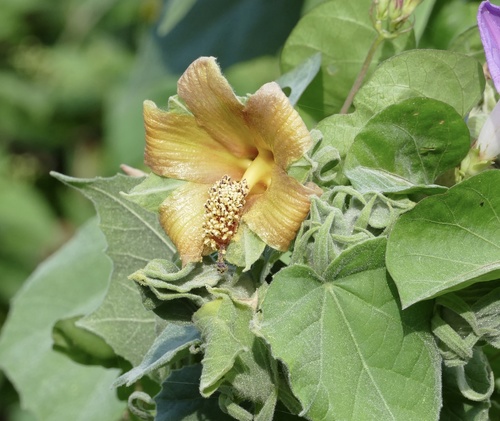 Congo mahoe (Blanchardia clypeata)