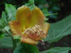 Congo mahoe (Blanchardia clypeata)
