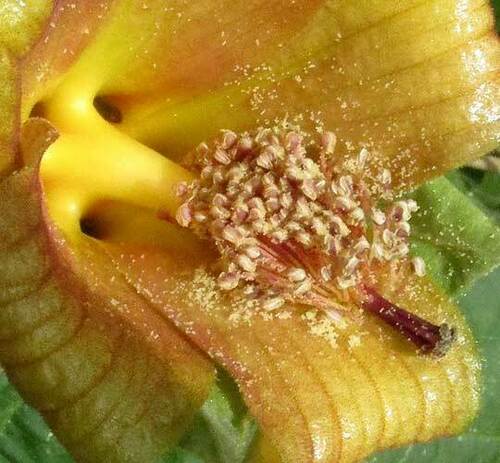 Congo mahoe (Blanchardia clypeata)