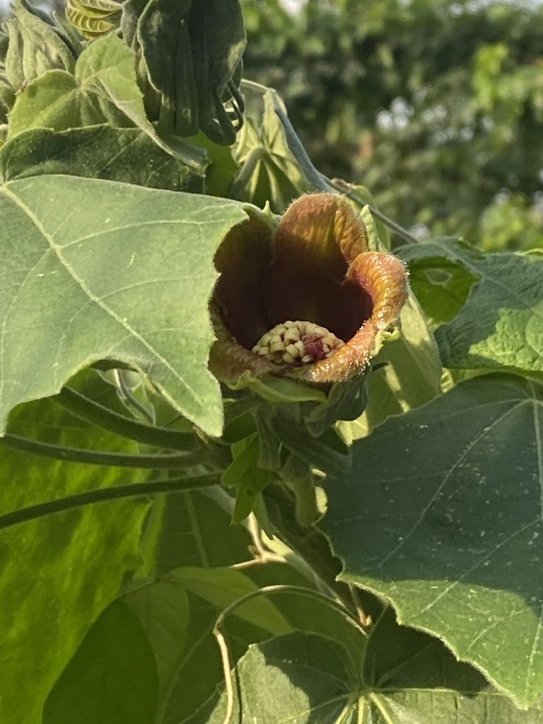 Congo mahoe (Blanchardia clypeata)