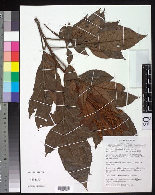 Bleasdalea papuana: Pressed specimen Barcode: 00964794 Catalog: Flowering plants and ferns Catalog Number: 2894175 Special Collections: Pacific Ethnobotany Order: Proteales Family: