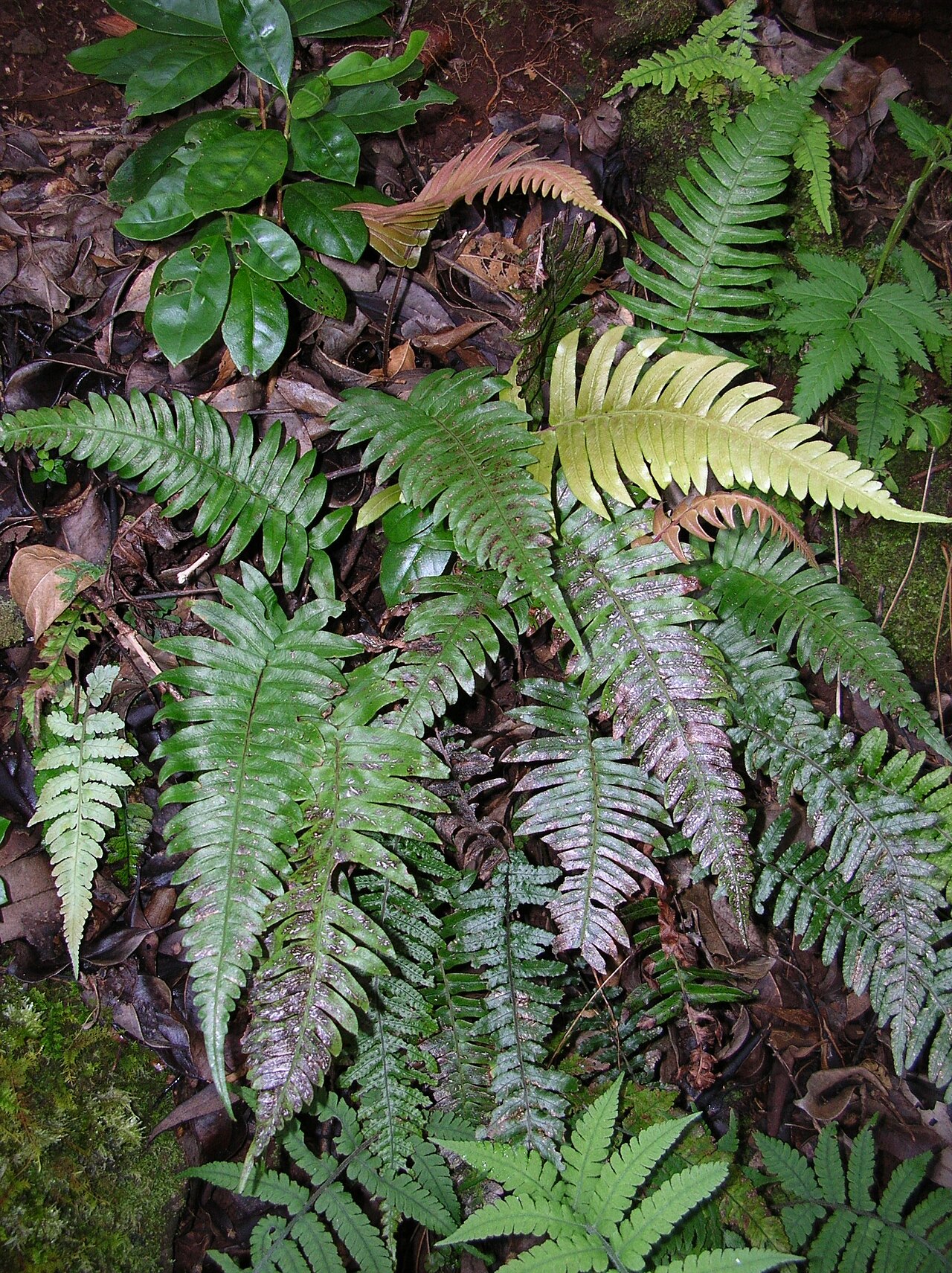 Palm fern: Blechnum appendiculatum (habit). Location: Maui, Makawao Forest Reserve.