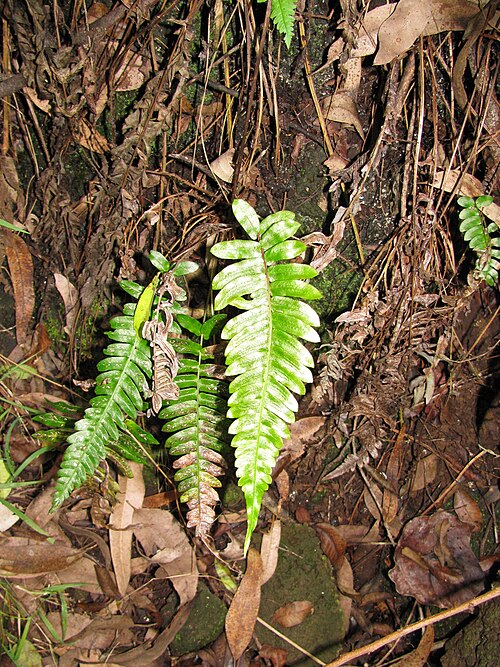 Palm fern: Blechnum appendiculatum (Blechnum) Habit at Olinda, Maui, Hawaii. November 15, 2009 #091115-1155 Image Use Policy Also known as Blechnum occidentale.