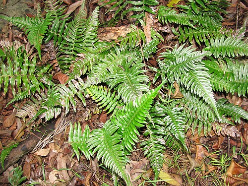 Palm fern: Blechnum appendiculatum (Blechnum) Habit at Olinda, Maui, Hawaii. November 15, 2009 #091115-1173 Image Use Policy Also known as Blechnum occidentale.