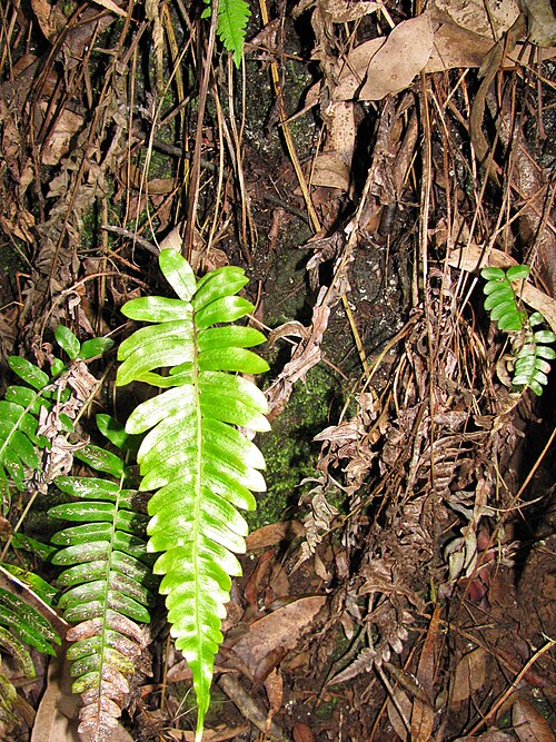 Palm fern: Blechnum appendiculatum (Blechnum) Habit at Olinda, Maui, Hawaii. November 15, 2009 #091115-1156 Image Use Policy Also known as Blechnum occidentale.