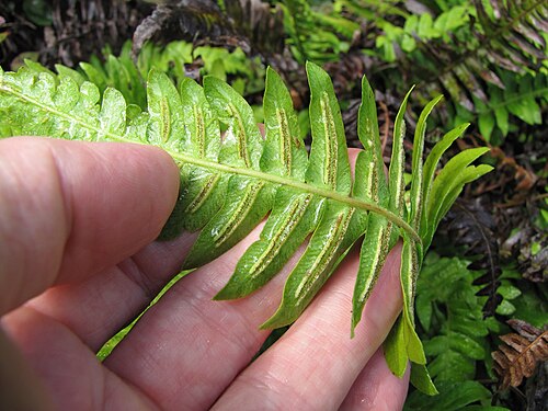 Palm fern: Blechnum appendiculatum (Blechnum) Sori at Kula Botanical Garden, Maui, Hawaii. March 07, 2011 #110307-2002 Image Use Policy Also known as Blechnum occidentale.